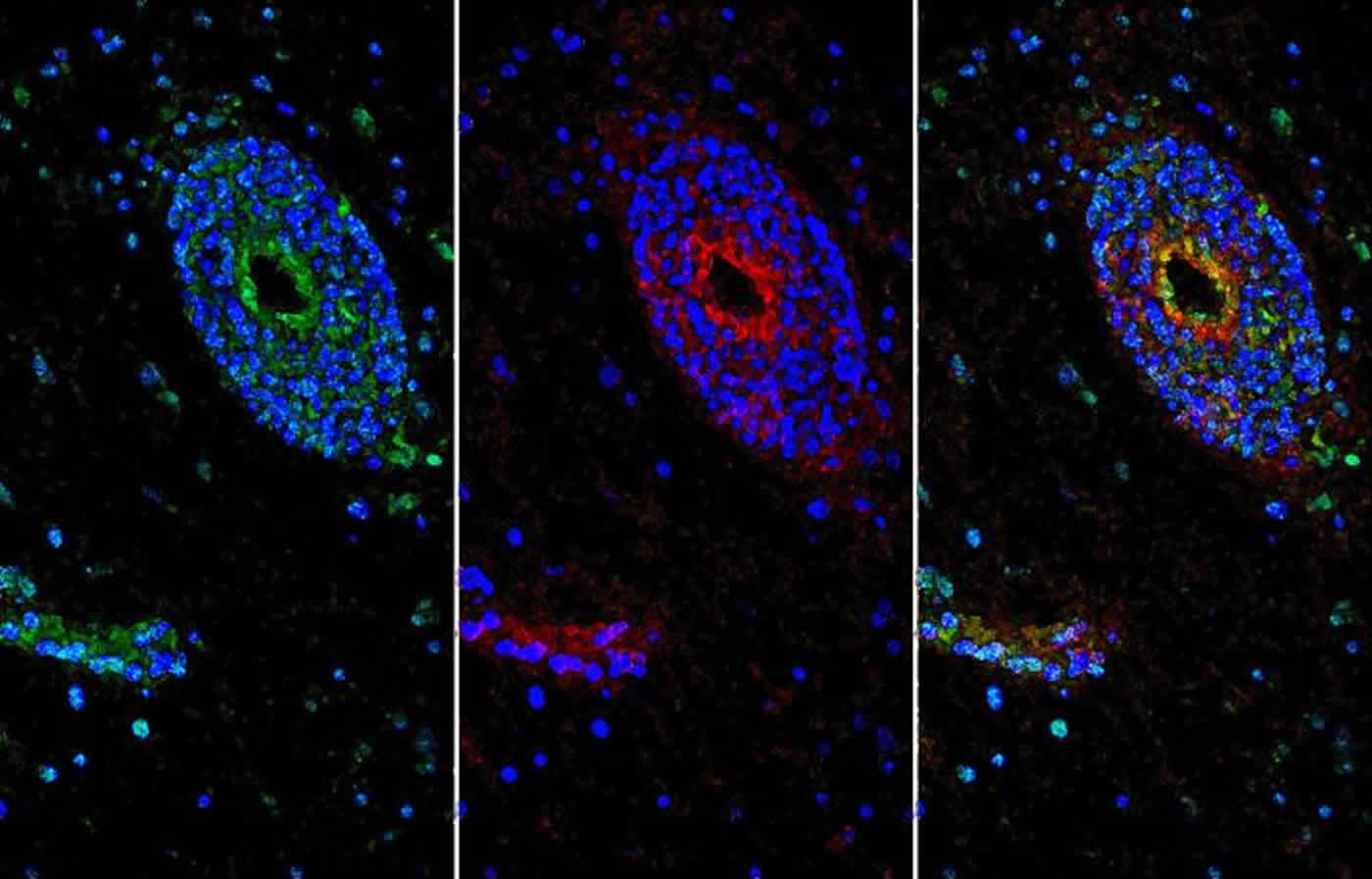 This shows stained slices from the research. The caption best describes the image.