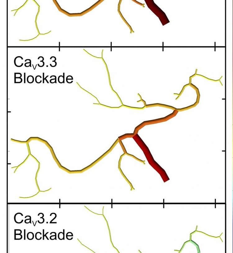 This computation model reveals that blocking CaV1.2 or CaV3.3 dilates cerebral arteries and increases blood flow, whereas blocking CaV3.2 constricts arteries and decreases cerebral blood flow.