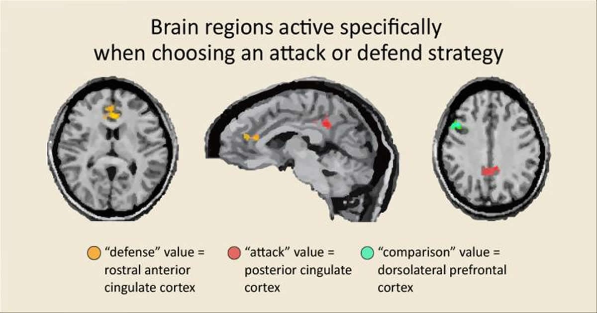 This shows MRI scans showing the areas of the cingulate cortex involved in defense and attack strategy.