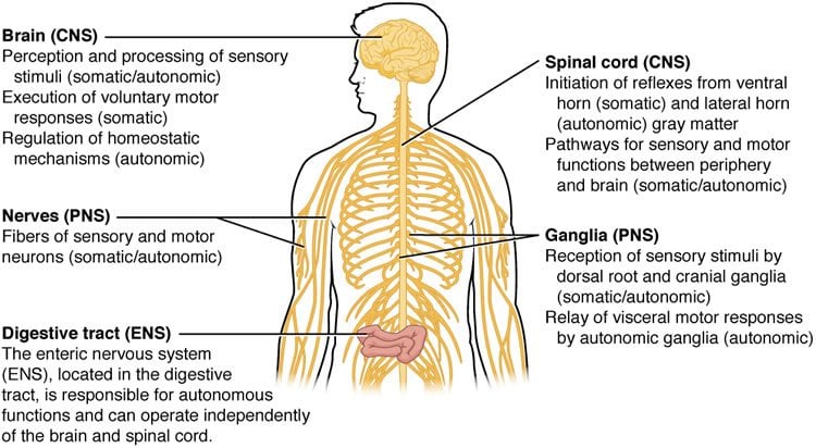 This is a diagram of the CNS with all the parts of the body and functions labeled.