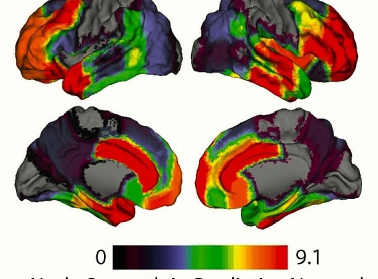 This shows the strength of brain areas mapped on to the cortical surface.