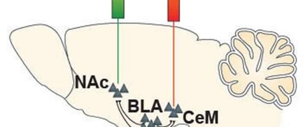 The image shows a diagram of the NAc and CeM.