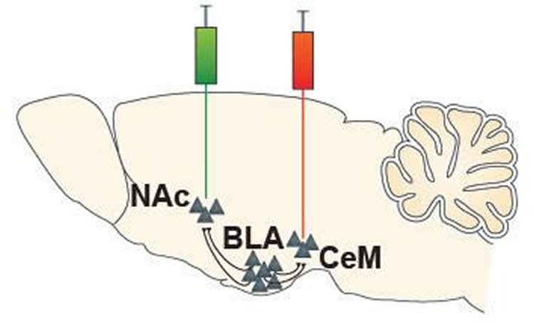 The image shows a diagram of the NAc and CeM.