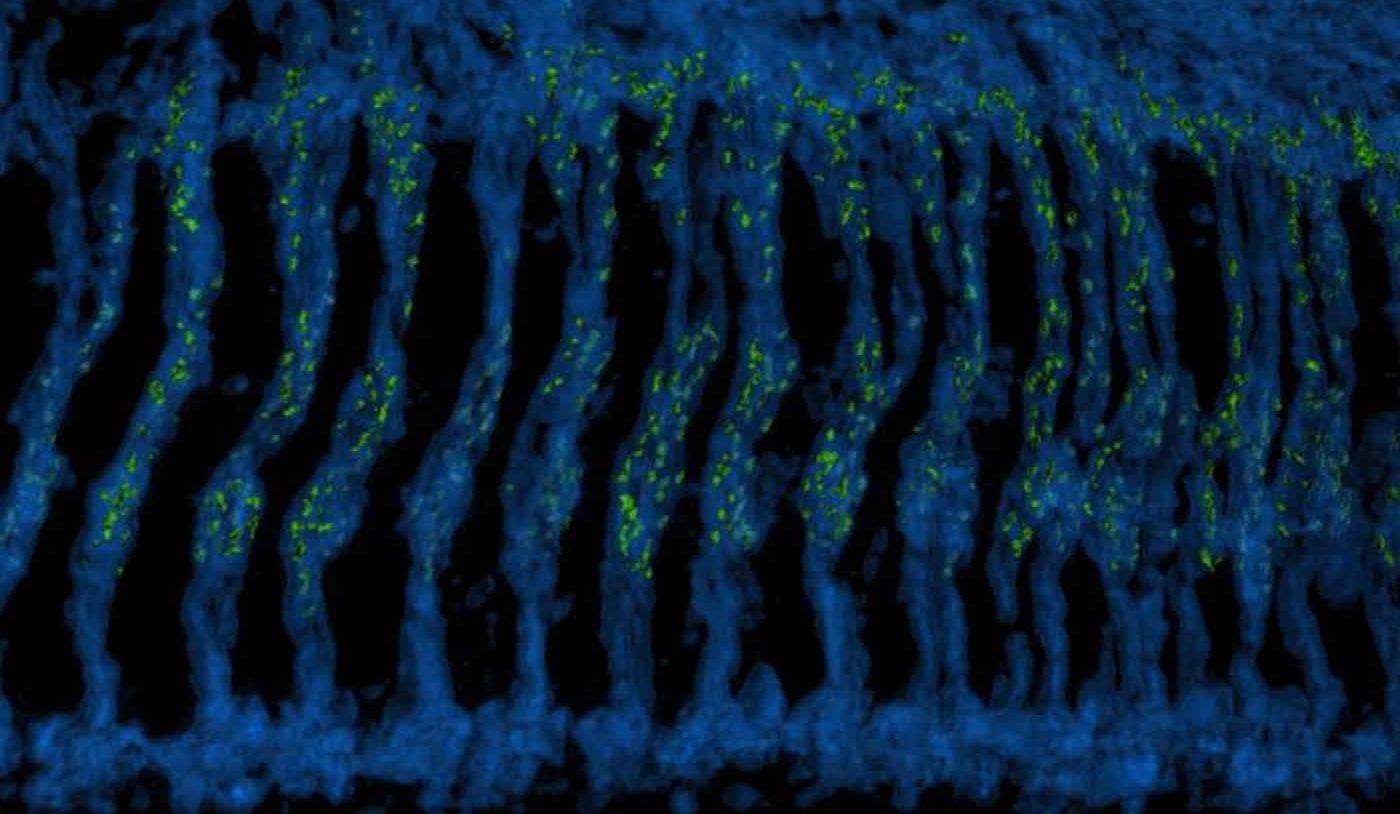 This is a 3-D reconstructed image of the Drosophila optic ganglion where photoreceptor axons.