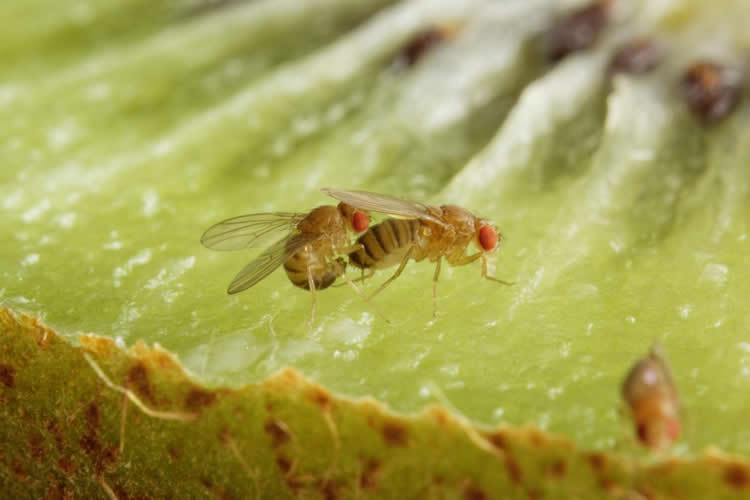 This shows common vinegar flies (Drosophila melanogaster) during mating on a kiwifruit.