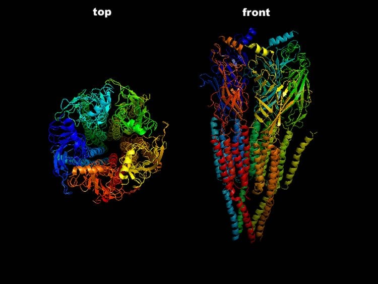 This image shows a model of a nicotinic acetylcholine receptor.