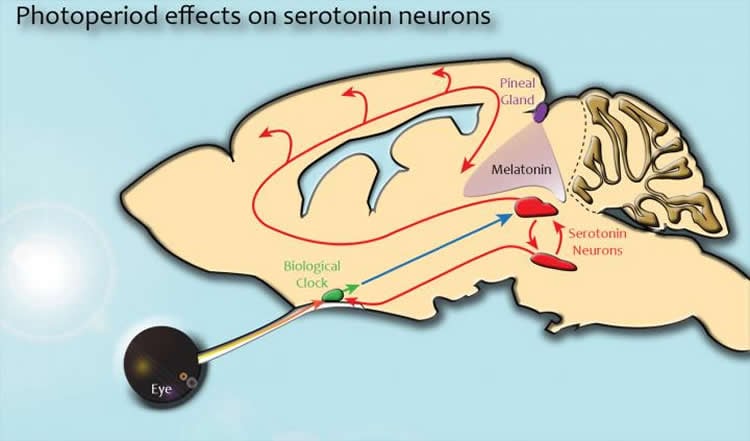 This image shows the links between the brain's serotonin system, circadian clock and pineal gland.