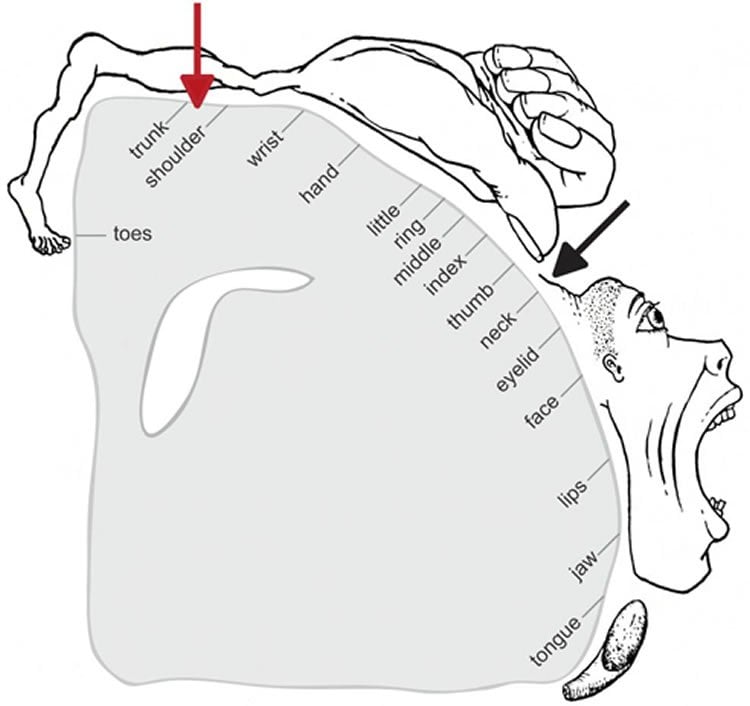 This image shows the new location of the neck's motor control region on a homunculus drawing.