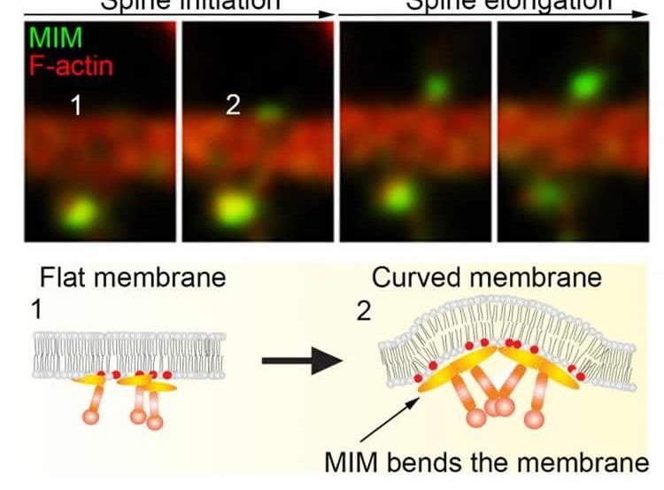 This image shows time frames of MIM and F-actin dynamics during initiation of dendritic spine.
