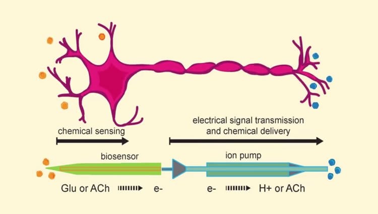 Image shows a drawing of a neuron and the electronic components.