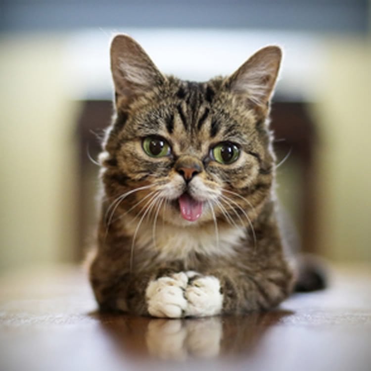 This image shows the cat, Lil Bub.