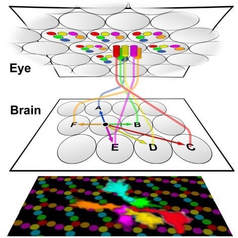 The image shows a schematic of the neural circuitry.