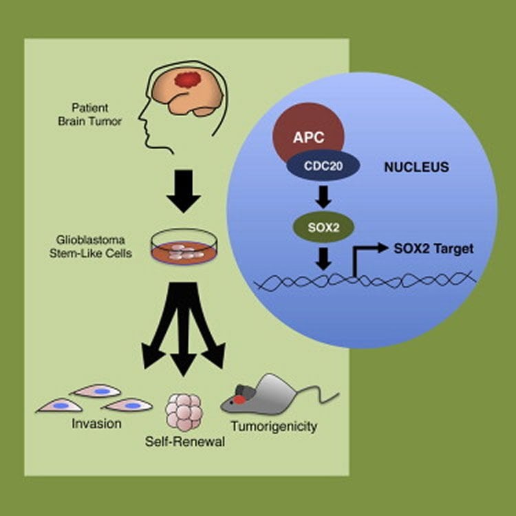 This image shows a diagram of the cascade of how researchers targeted the stem cells.