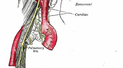 This image shows the course and distribution of the glossopharyngeal, vagus, and accessory nerves.