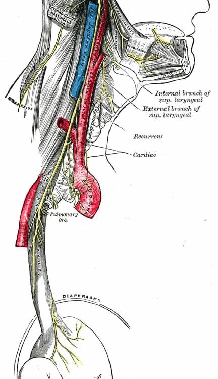 Parkinson's May Begin in Gut and Spread to the Brain Via the Vagus ...