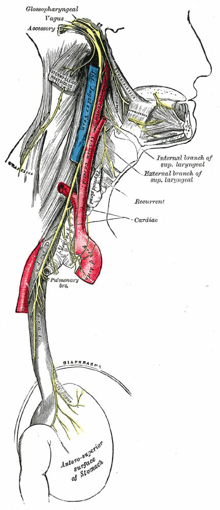This image shows the course and distribution of the glossopharyngeal, vagus, and accessory nerves.