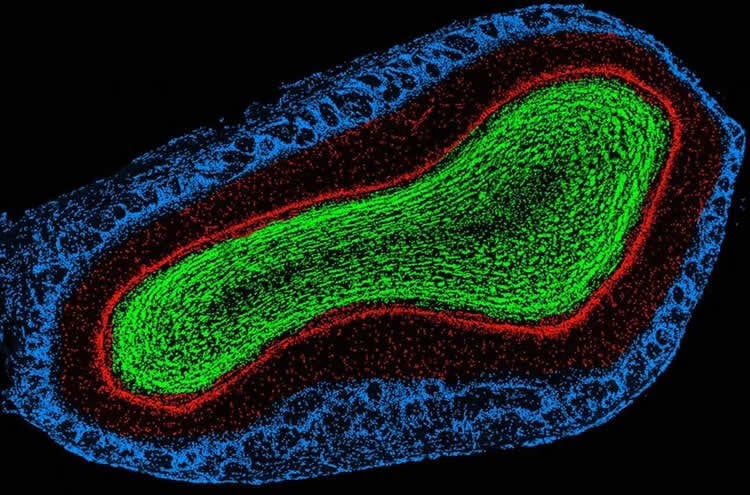 hormone-erases-that-manly-smell-neuroscience-news