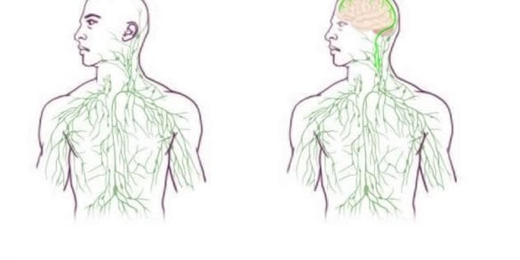 This shows the maps of the lymphatic system: old (left) and updated to reflect UVA's discovery.