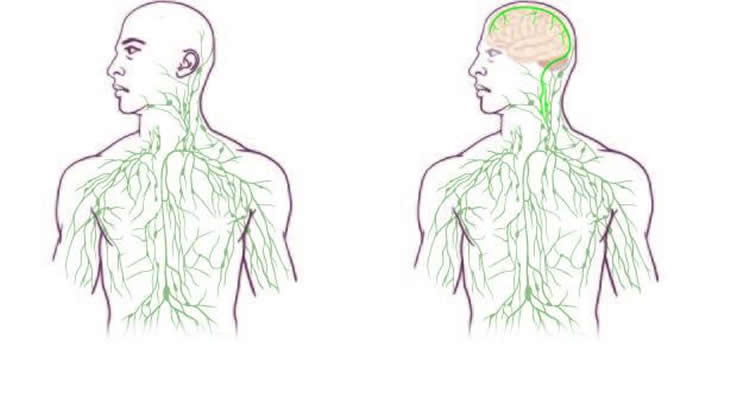This shows the maps of the lymphatic system: old (left) and updated to reflect UVA's discovery.