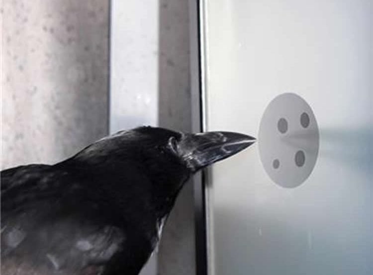 Image shows a crow pecking dots on a computer screen.