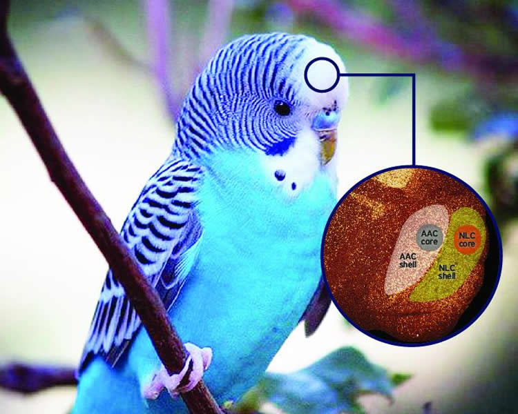 This image shows a parrot and a cut away diagram of the areas of the brain associated with vocal learning.