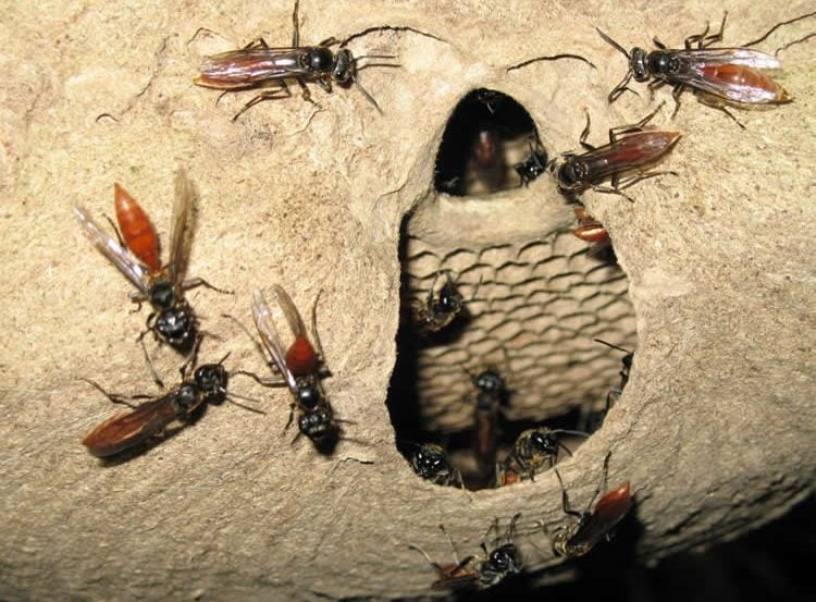 This image shows wasps and a wasp nest.