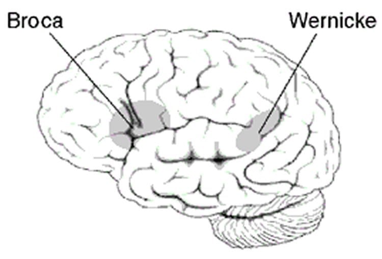 Remapping the Brain's Language Area Neuroscience News