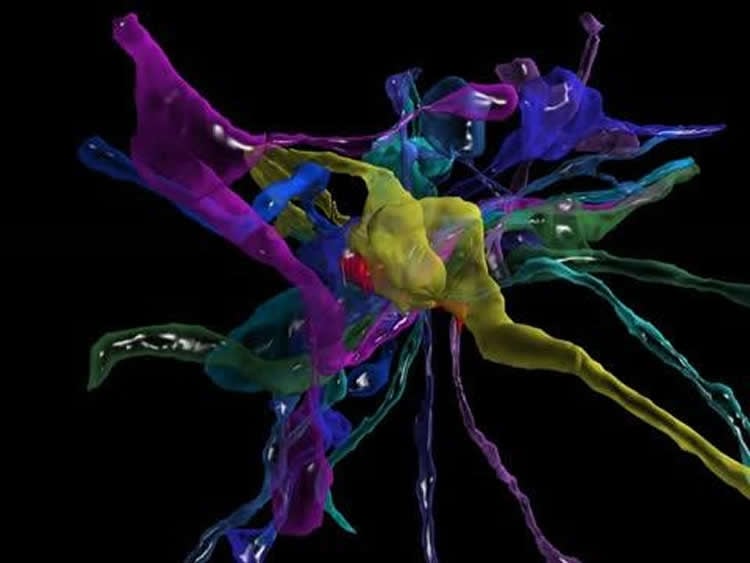 This is a 3D reconstruction of 13 axons.