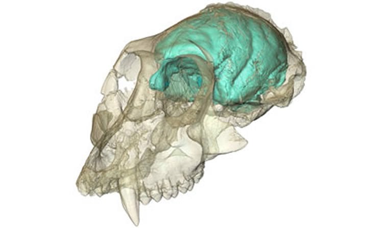 This image shows the skull and brain of Victoriapithecus.