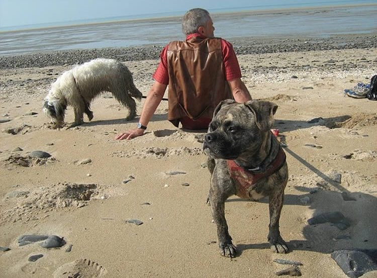 This image shows a man sitting on a beach with his two dogs.