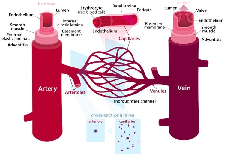 This image is a labelled diagram of blood vessels.