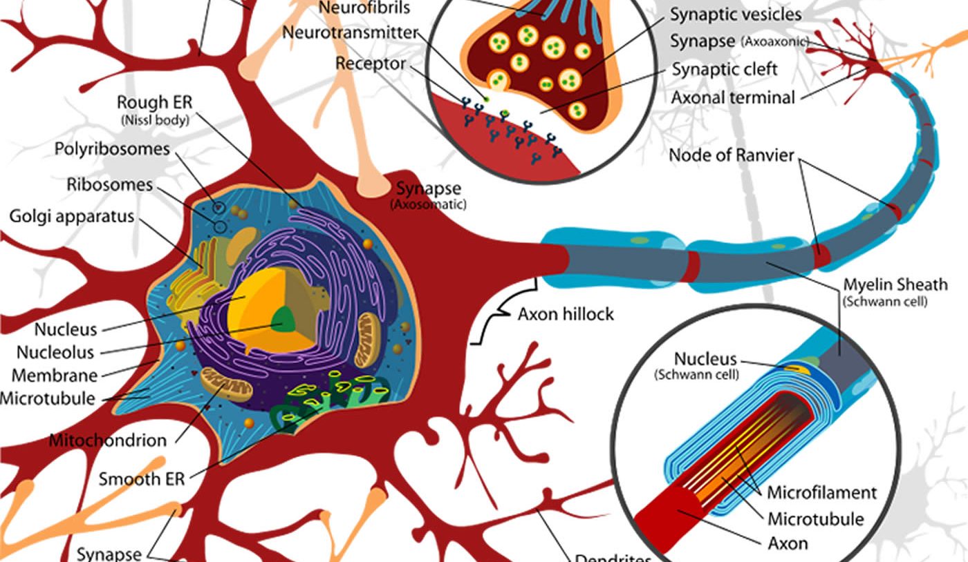 This image is a diagram of a neuron.