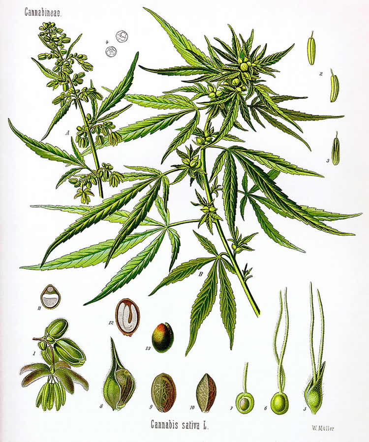 This image shows a diagram of the hemp plant.