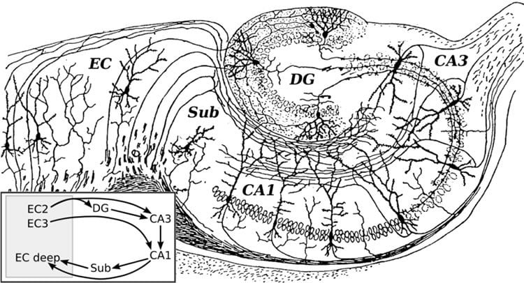 This image shows a drawing of the neural circuitry of the rodent hippocampus.
