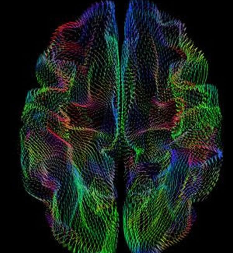 This image shows a the cerebral cortex of a brain made up with colored lines.