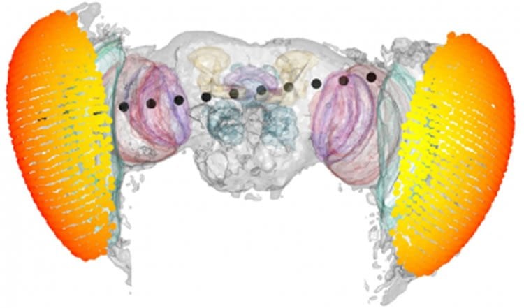 This image shows fruit fly brain.