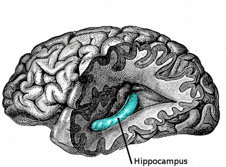 This image shows the location of the hippocampus in the human brain.