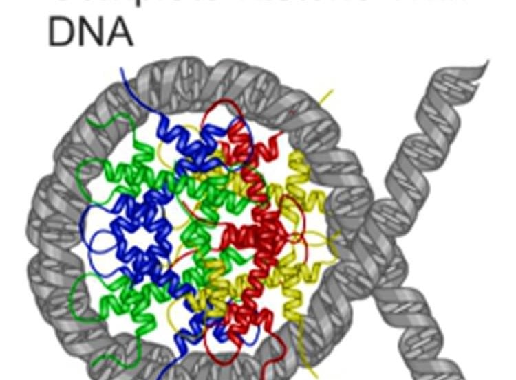 This image shows a complete histone with DNA. The caption best describes the image.