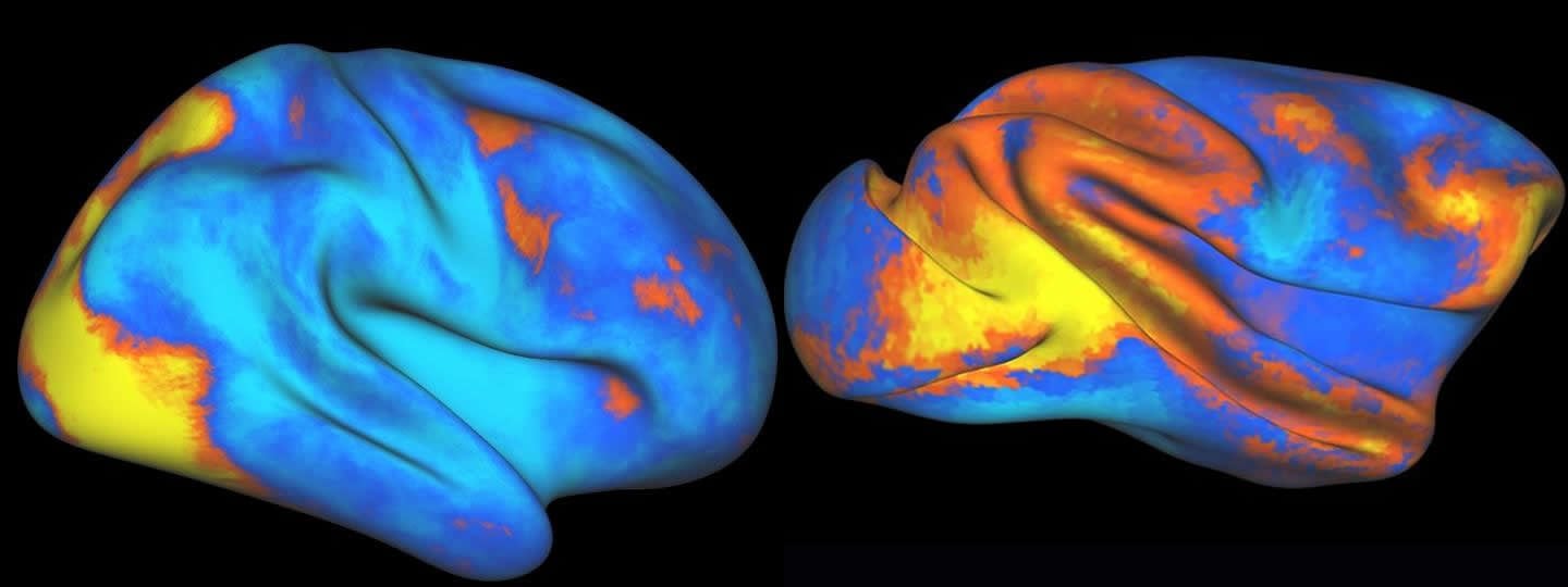 This image shows increased and decreased activity of neural activity in the human and macaque brains.