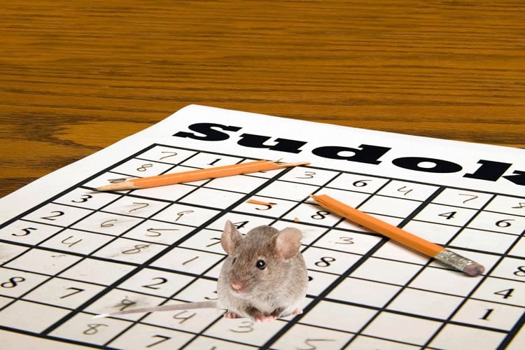 This image shows a mouse sitting on a sudoku puzzle book.