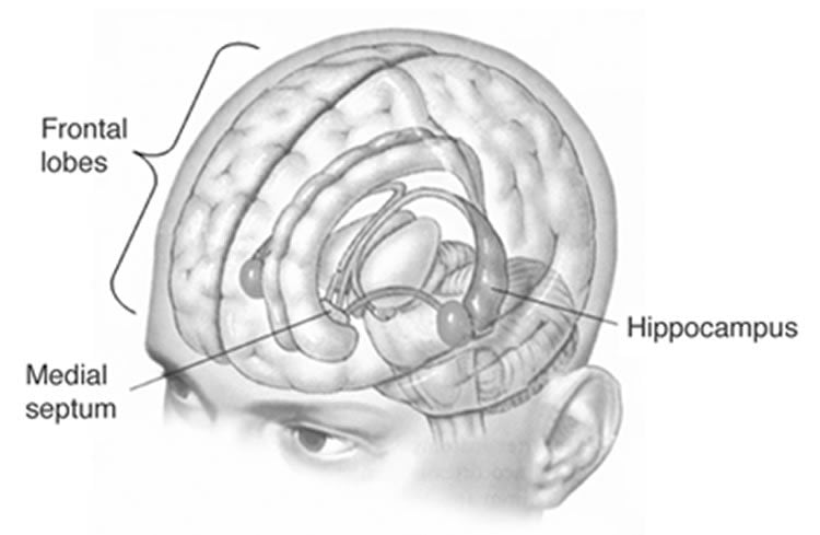 This illustration shows the location of the frontal lobes and hippocampus in the human brain.