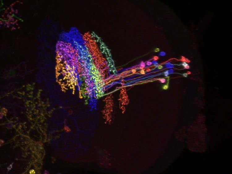 This image shows the newly discovered neuron in rainbow colors.