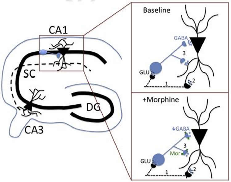 This graph shows a drawing of the hippocampus and diagram showing how morphine affects the circuitry.