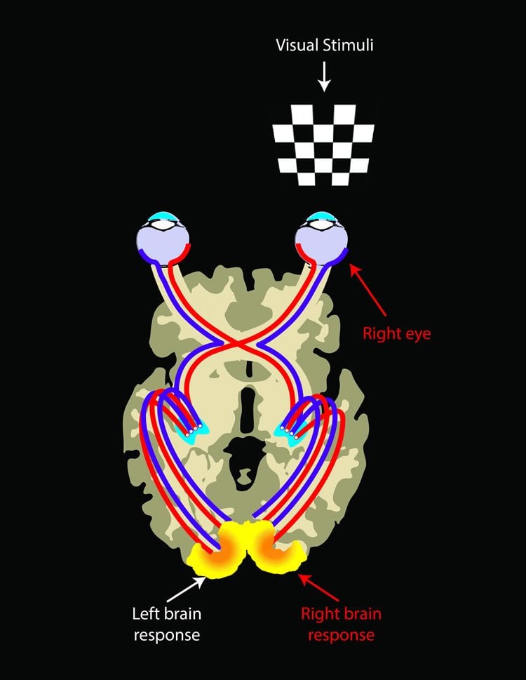 This image shows the visual system.