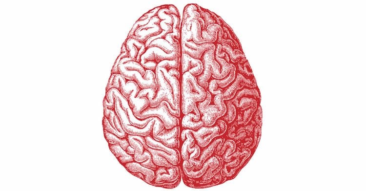 This image shows a red drawing of a brain.