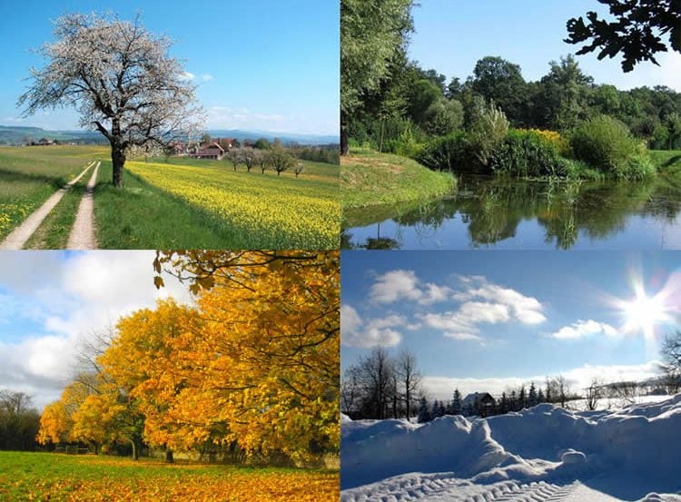 This image shows trees in different seasons.