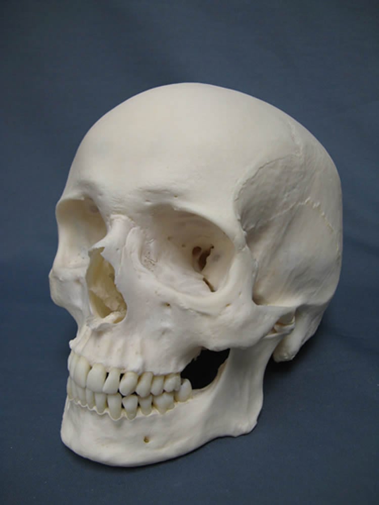 This image is a human skull.