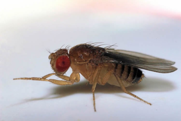 This image shows a fruit fly.