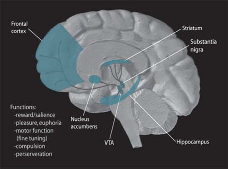 This image shows the anatomy to the VTA with the striatum, nucleus accumbens and substantia nigra labelled.