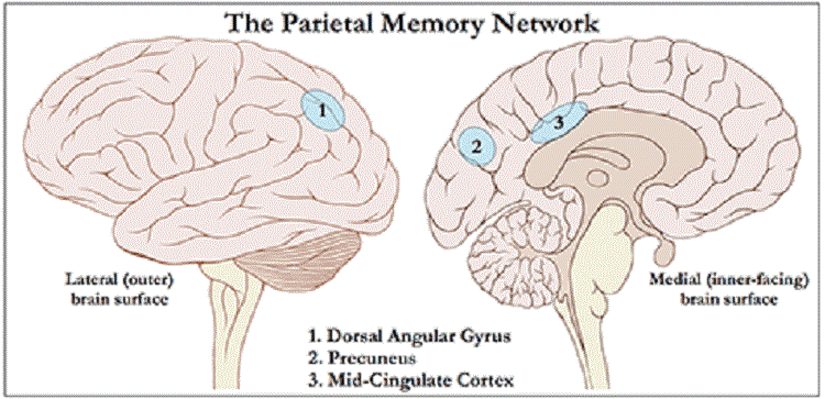 This shows the location of the parietal lobe.